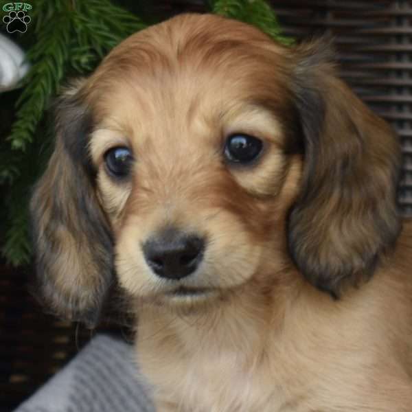 Sundae, Dachshund Puppy